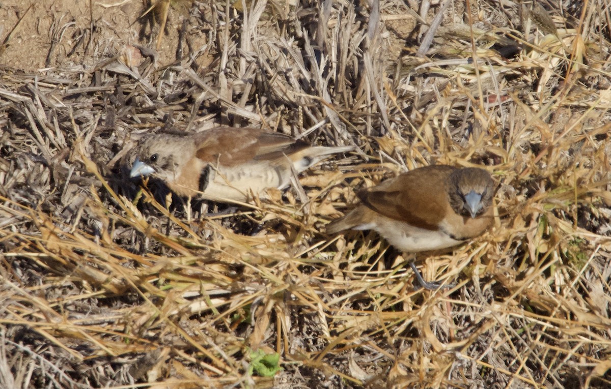 Chestnut-breasted Munia - ML620734897