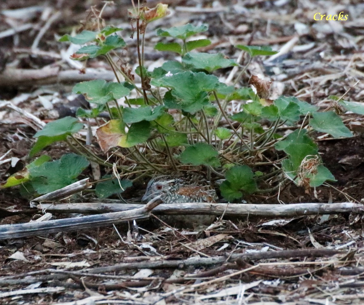 Painted Buttonquail - ML620734906