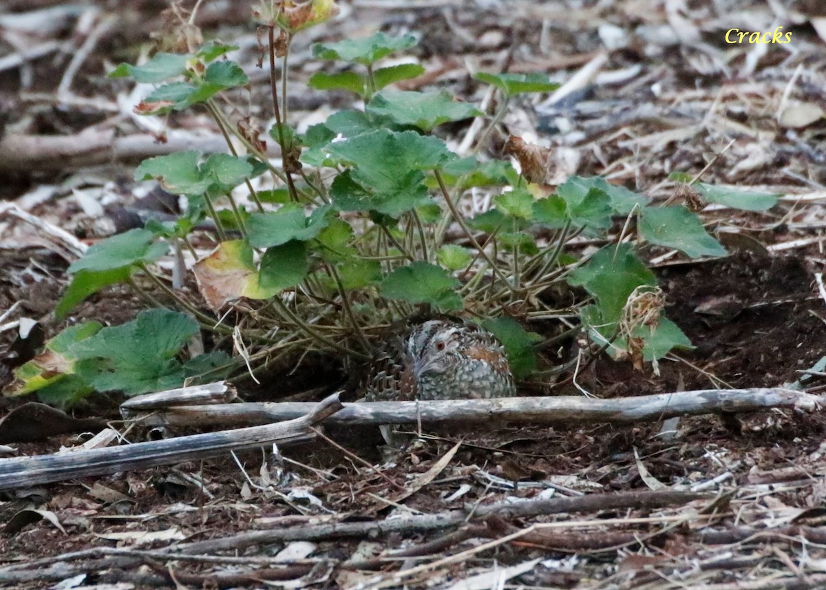 Painted Buttonquail - ML620734907