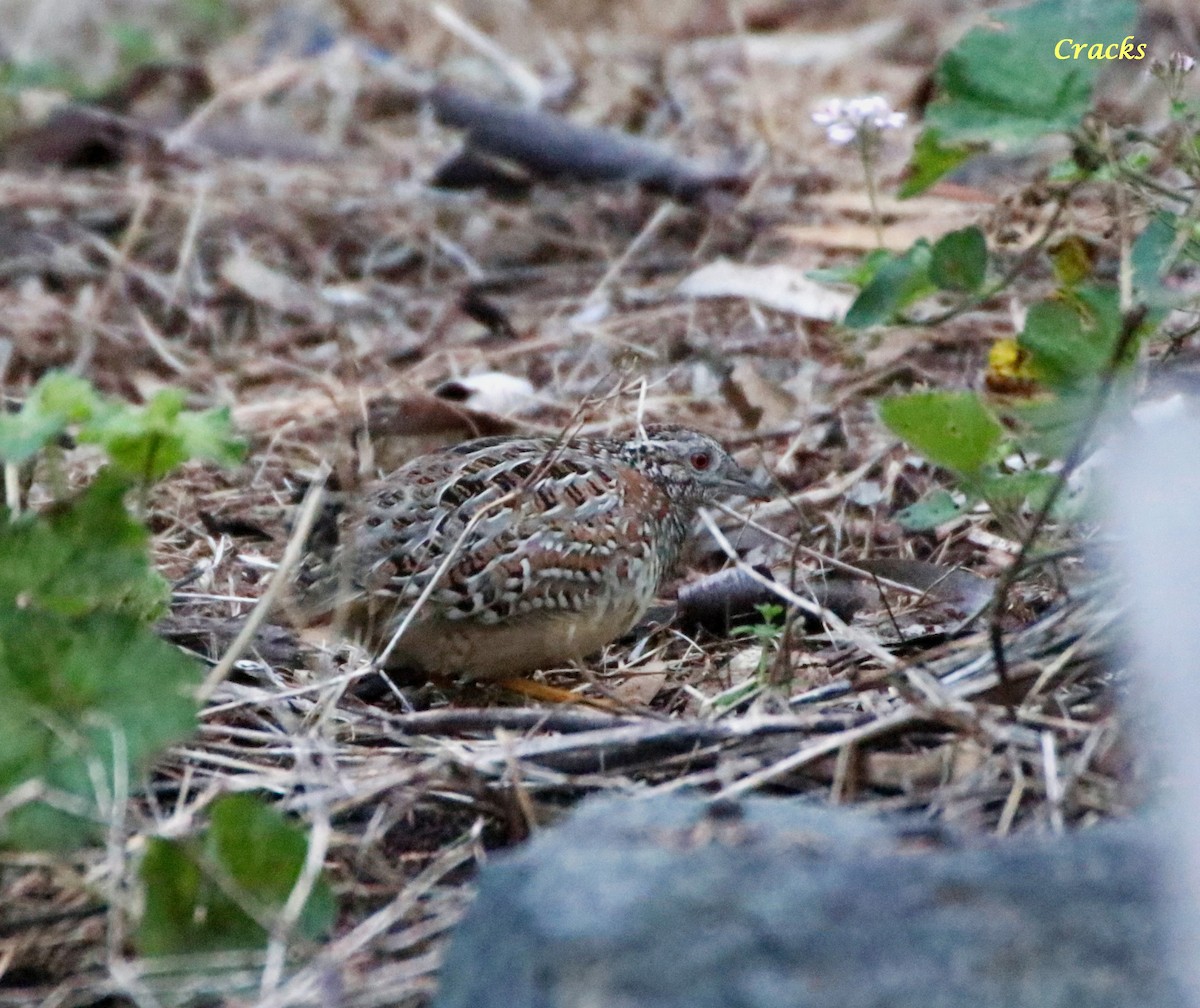 Painted Buttonquail - ML620734908