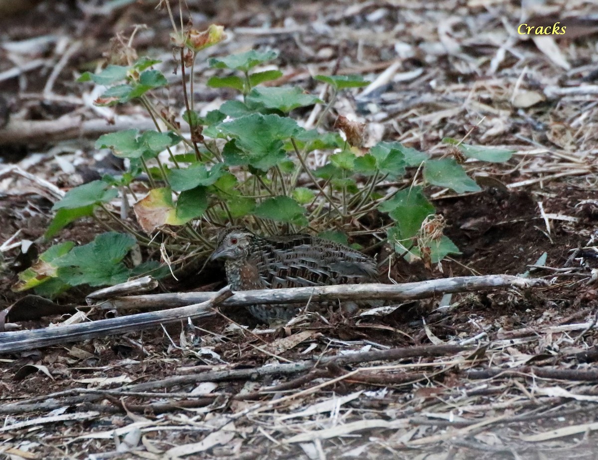 Painted Buttonquail - ML620734909