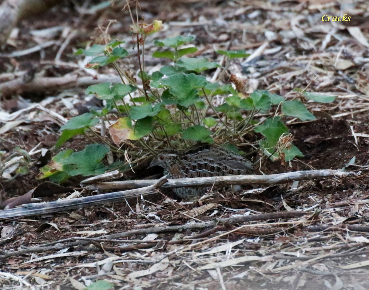 Painted Buttonquail - ML620734910