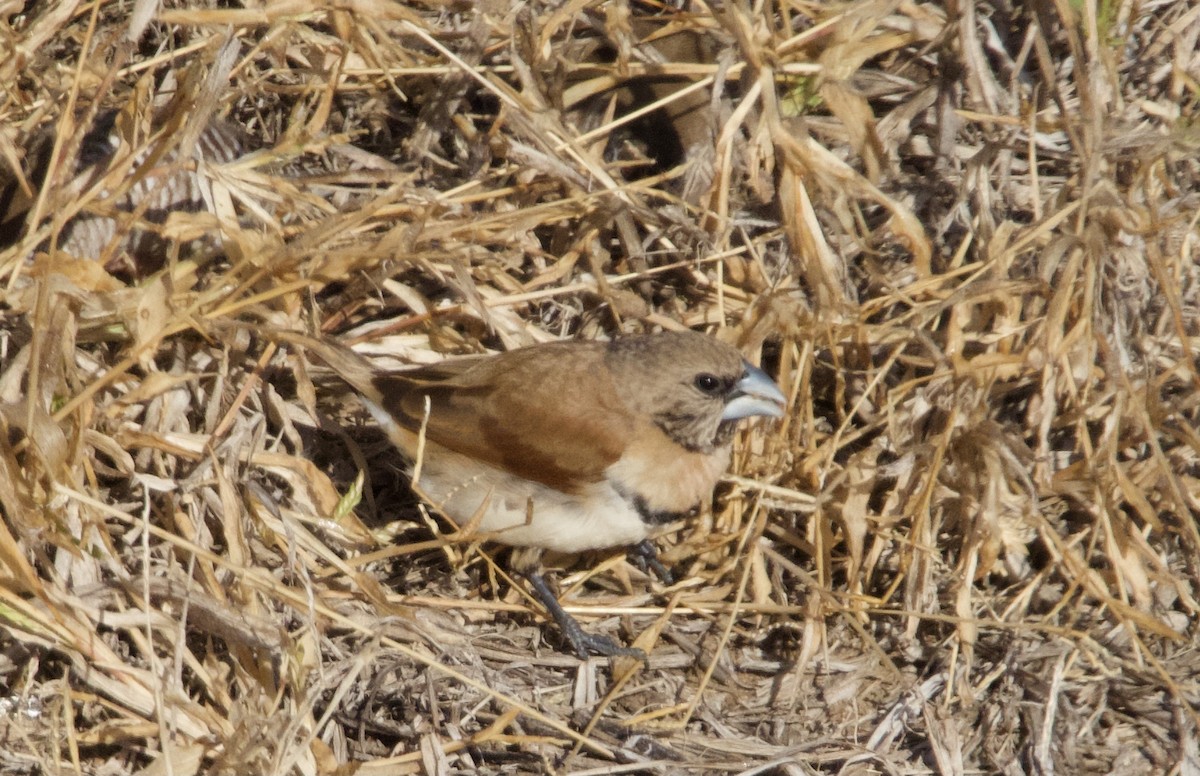 Chestnut-breasted Munia - ML620734912