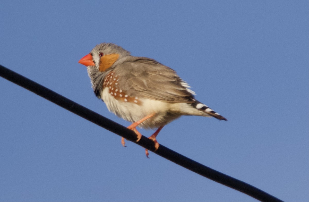 Zebra Finch - ML620734914