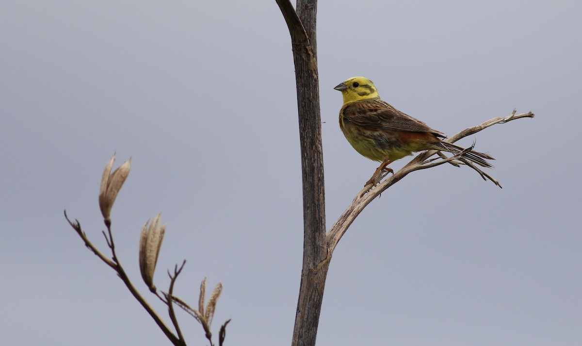 Yellowhammer - Oliver Burton