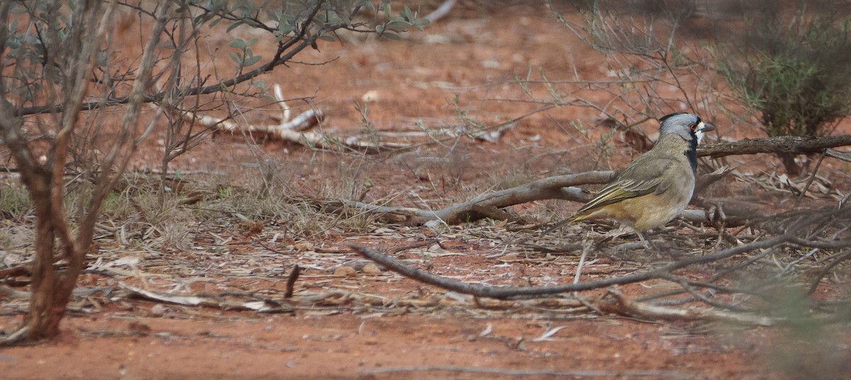 Crested Bellbird - ML620734931