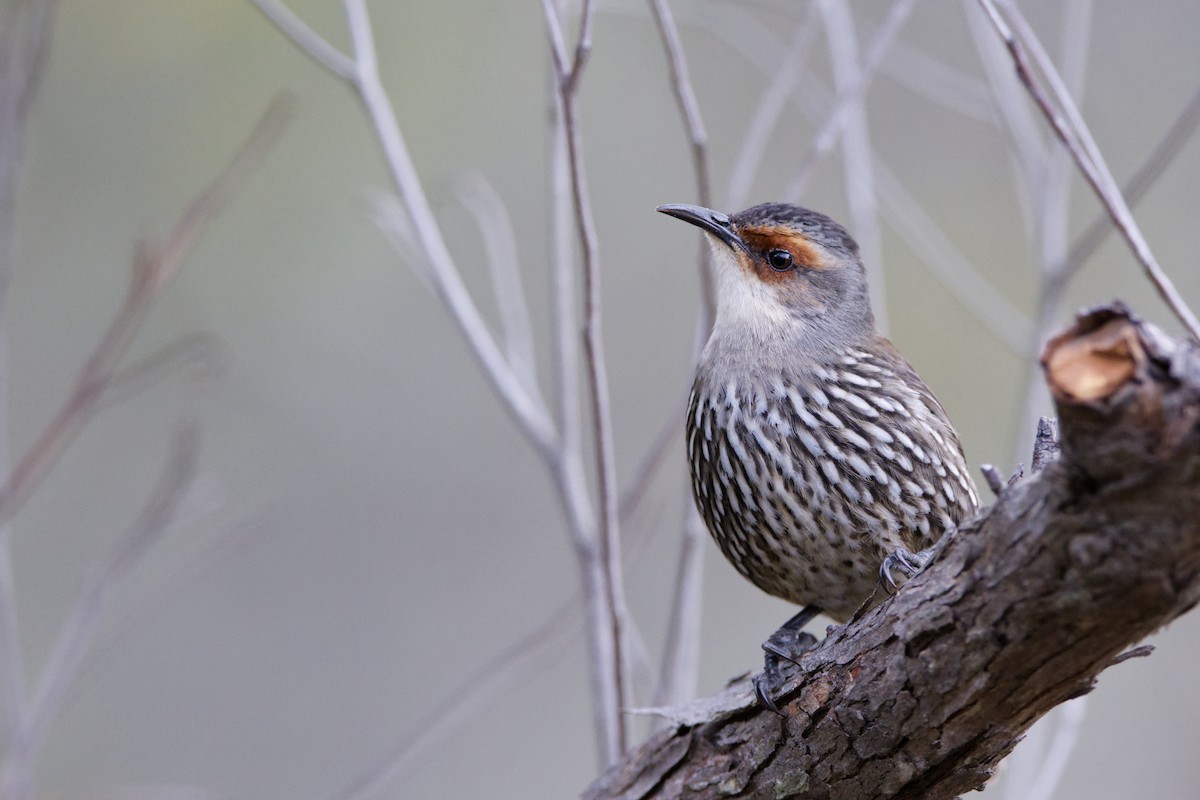 Red-browed Treecreeper - ML620734935