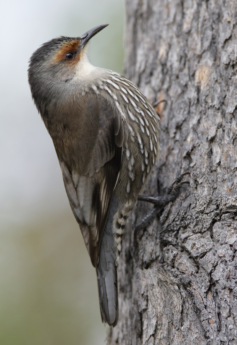 Red-browed Treecreeper - Adrian van der Stel