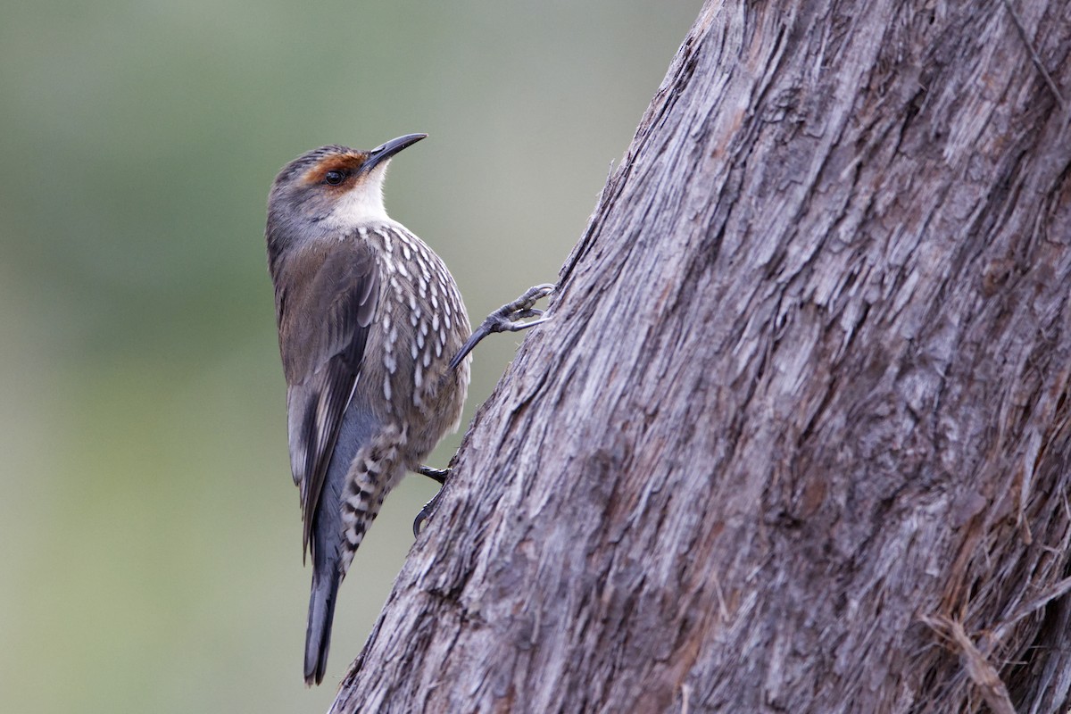 Red-browed Treecreeper - ML620734937