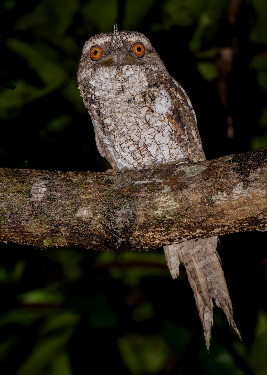 Marbled Frogmouth (Marbled) - ML620734949