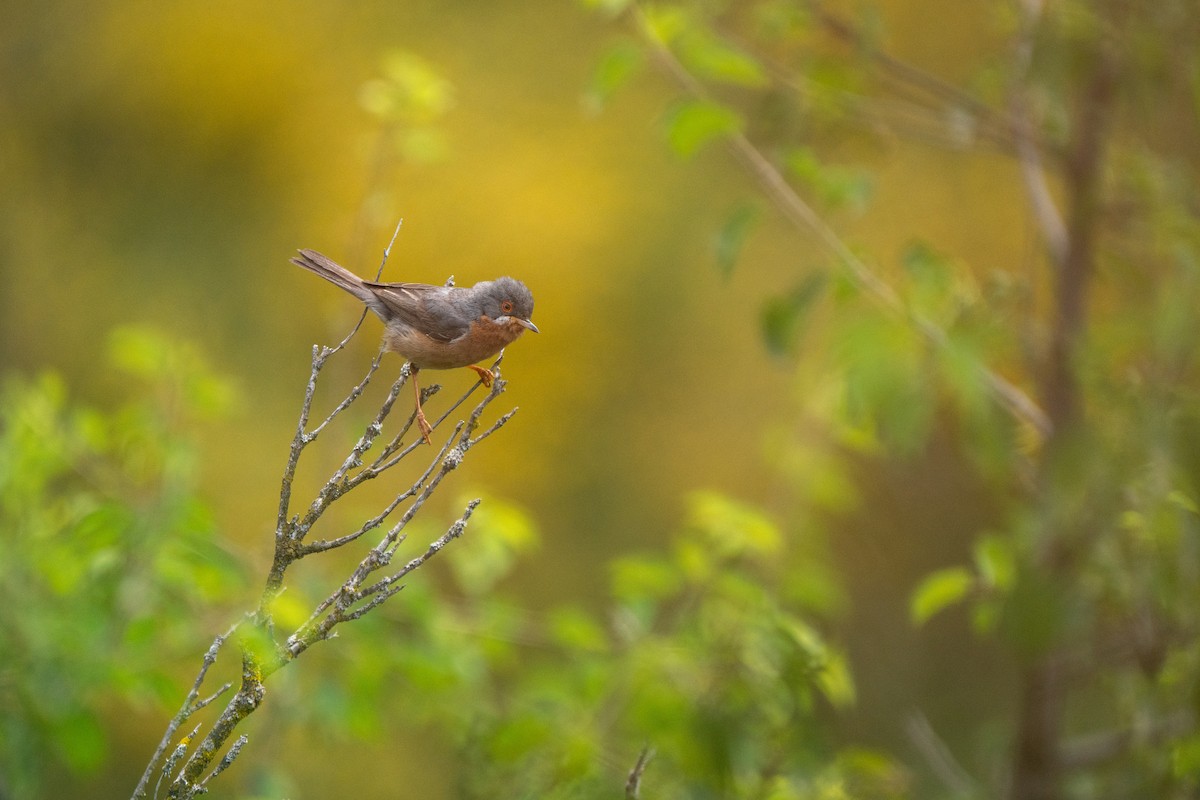 Western Subalpine Warbler - ML620734951