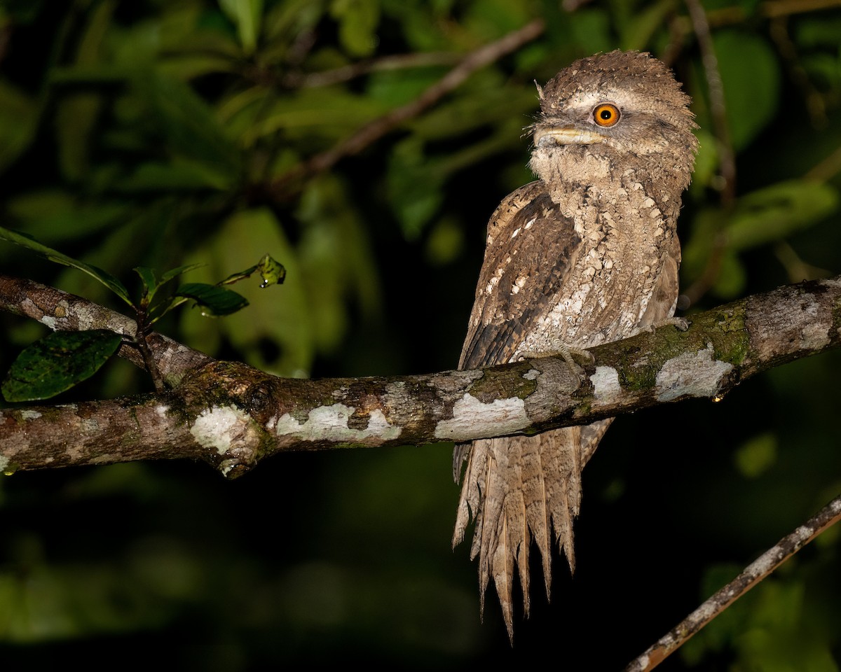 Marbled Frogmouth (Marbled) - ML620734954