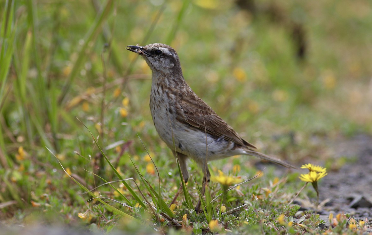 Pipit de Nouvelle-Zélande - ML620734955