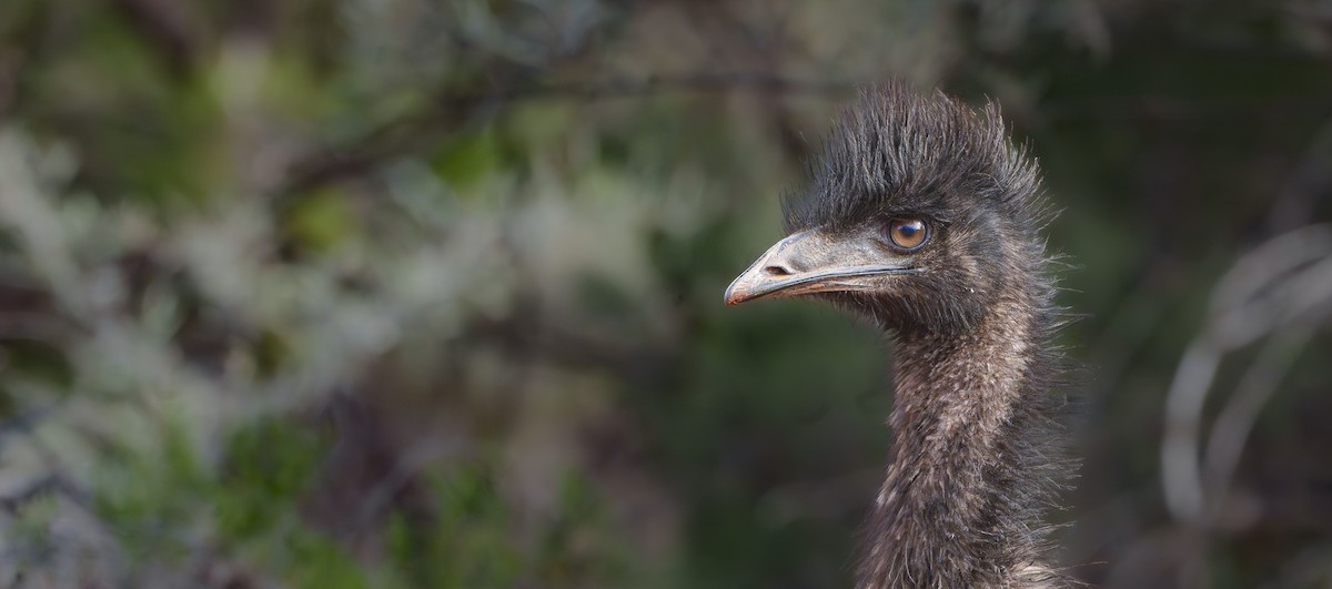 emu hnědý - ML620734957