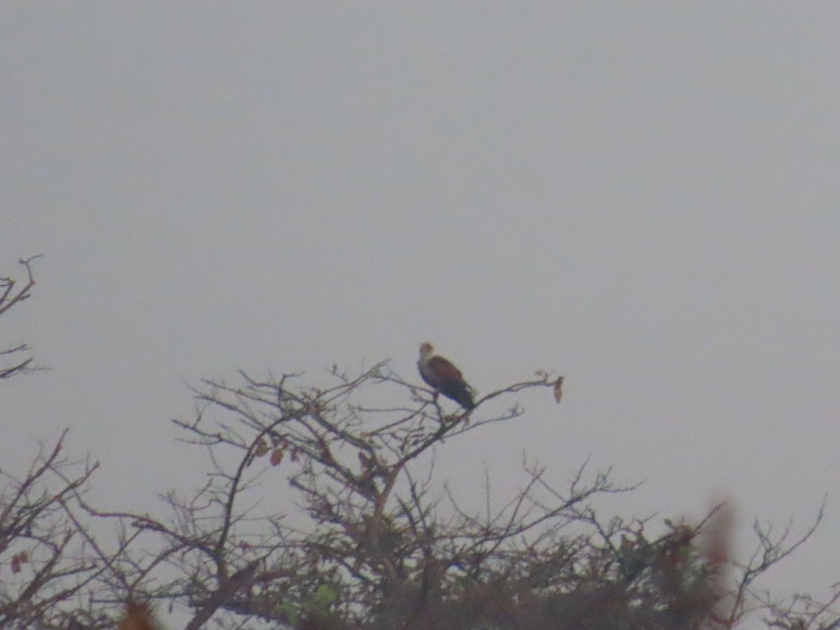 Brahminy Kite - ML620734959