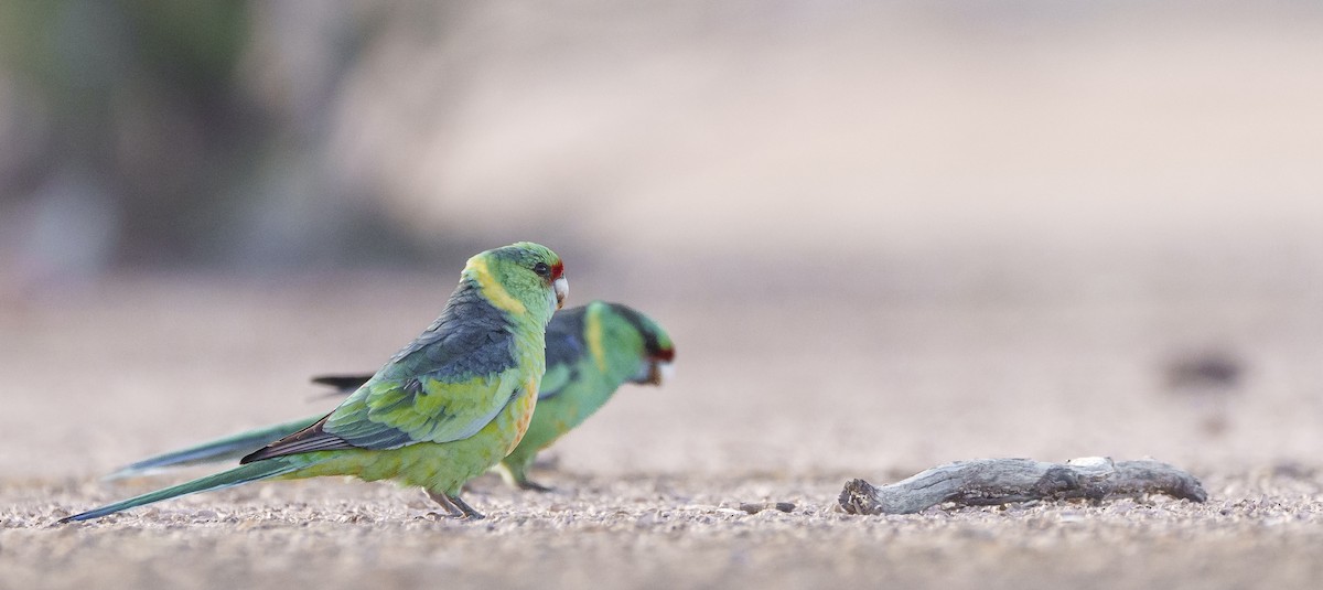 Perico de Port Lincoln (barnardi) - ML620734963