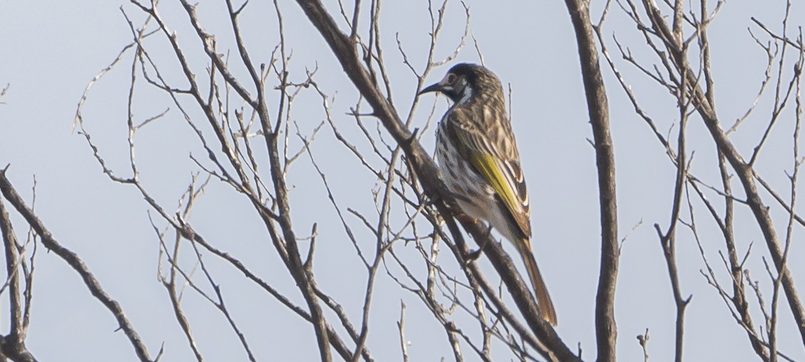 White-fronted Honeyeater - ML620734966