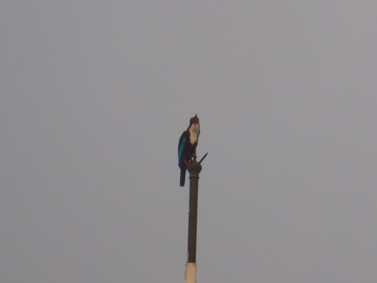 White-throated Kingfisher - Shilpa Gadgil