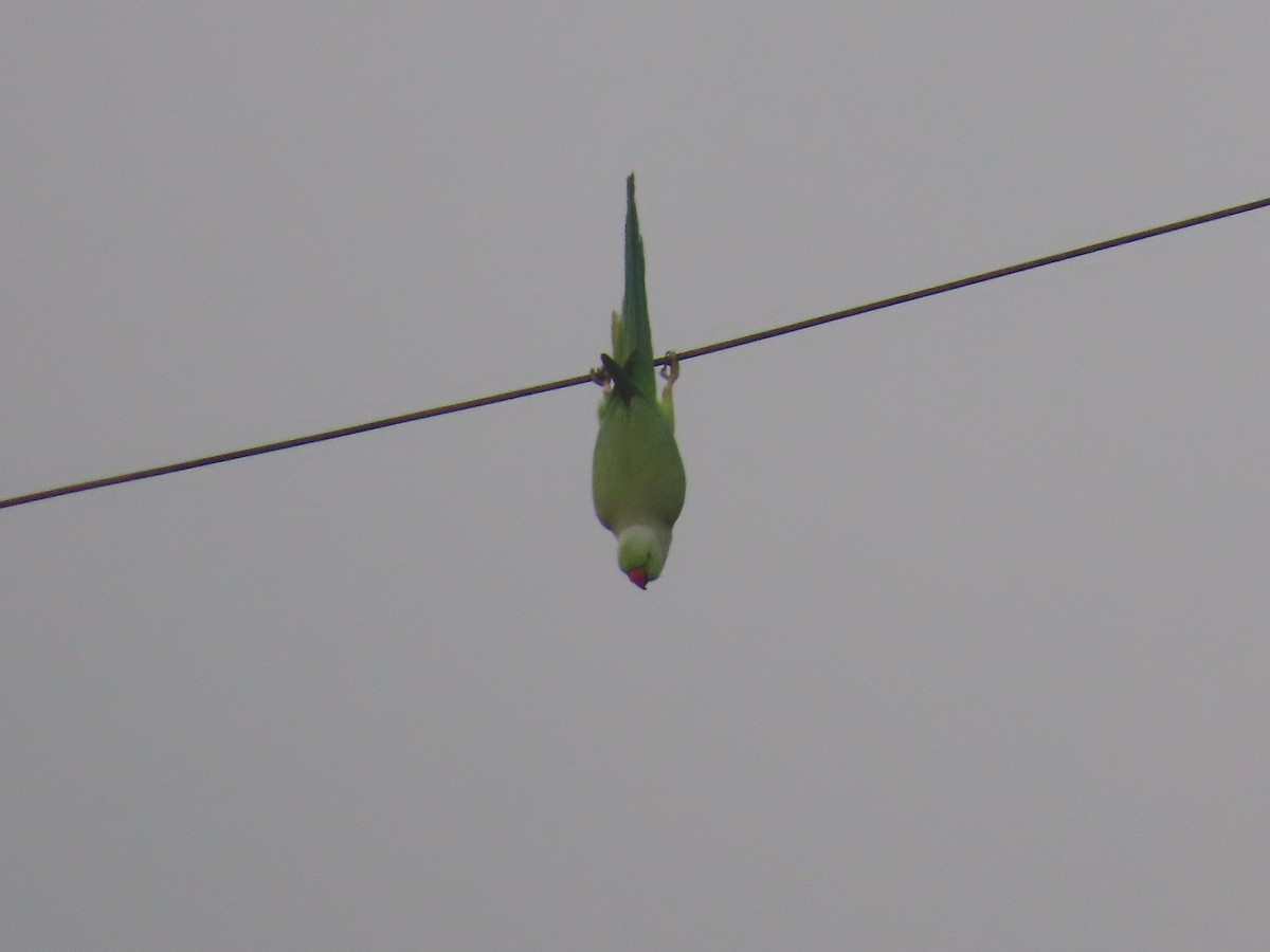 Rose-ringed Parakeet - ML620734971