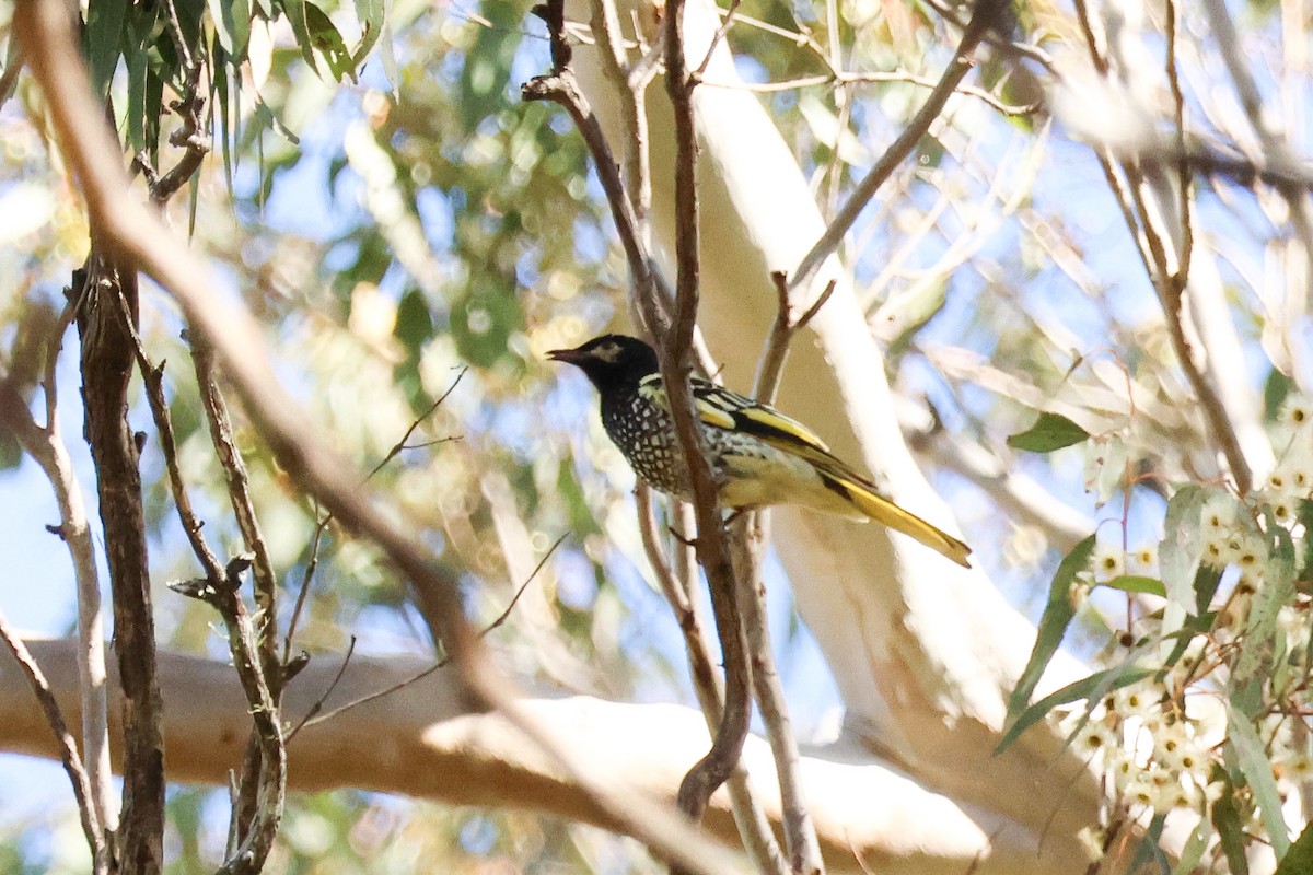 Regent Honeyeater - ML620734973