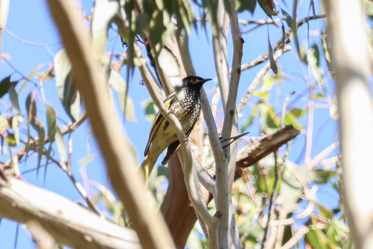 Regent Honeyeater - ML620734974