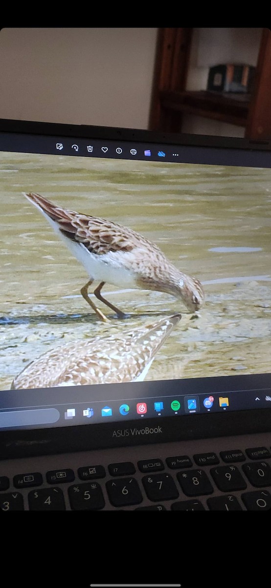 Long-toed Stint - ML620734975