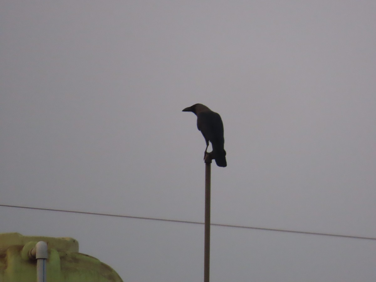 House Crow - ML620734976