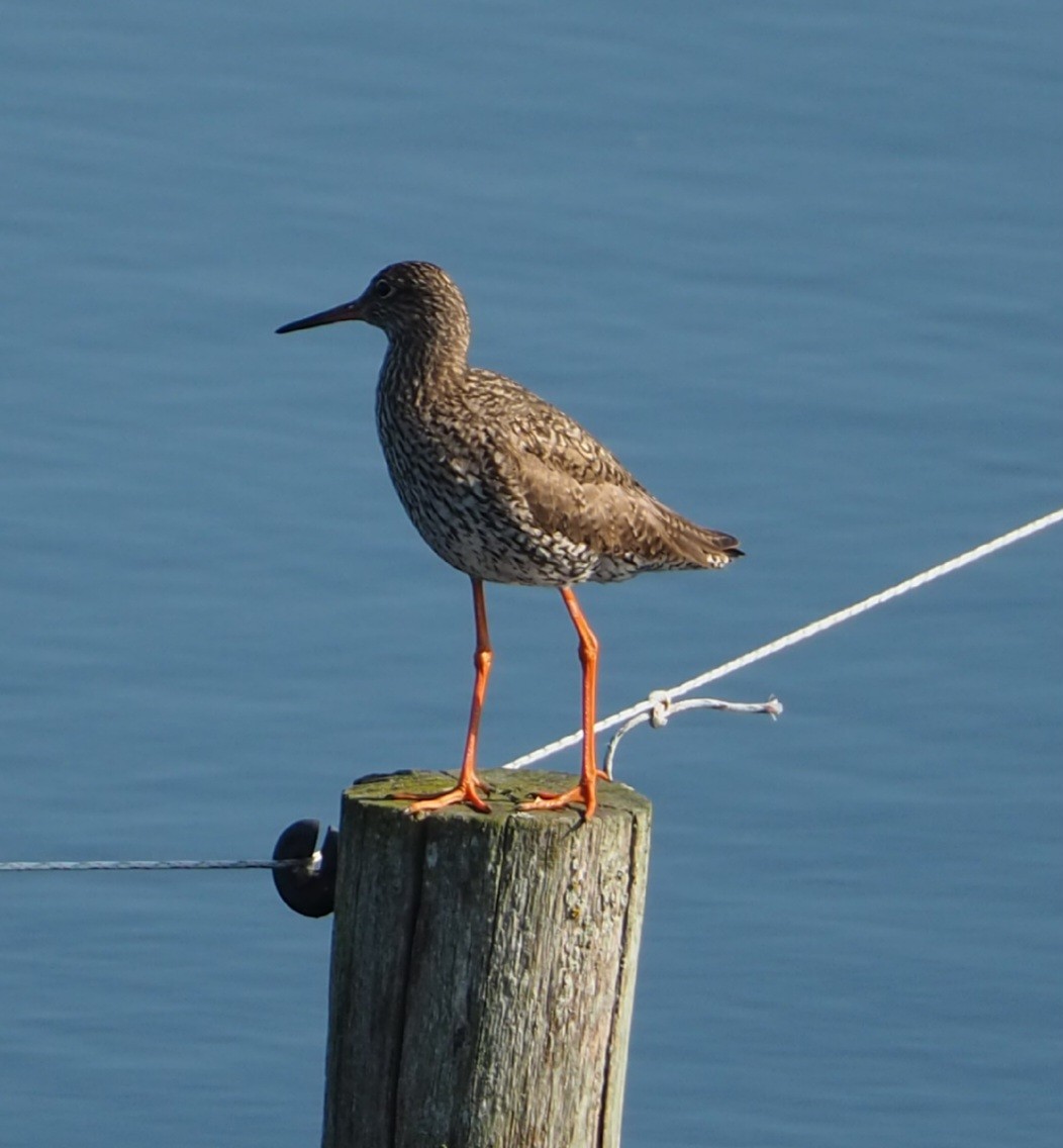 Common Redshank - ML620734978