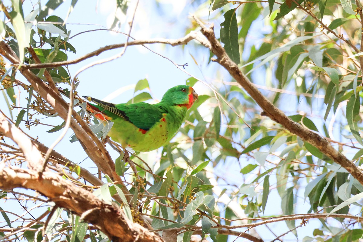 Swift Parrot - ML620734979