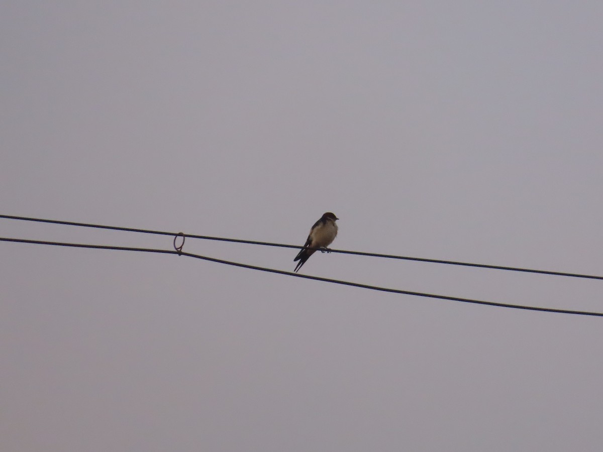 Red-rumped Swallow - ML620734980