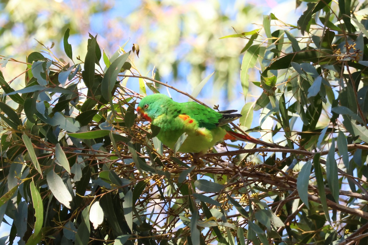 Swift Parrot - ML620734988