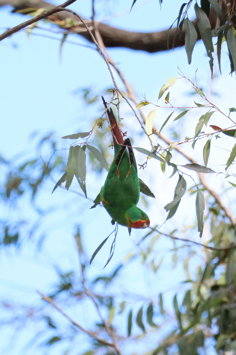 Swift Parrot - Kye Turnbull