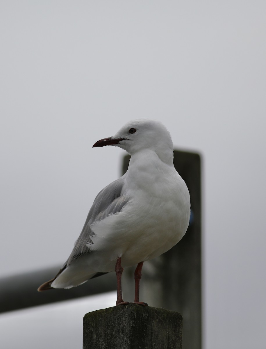 Gaviota Plateada - ML620734990