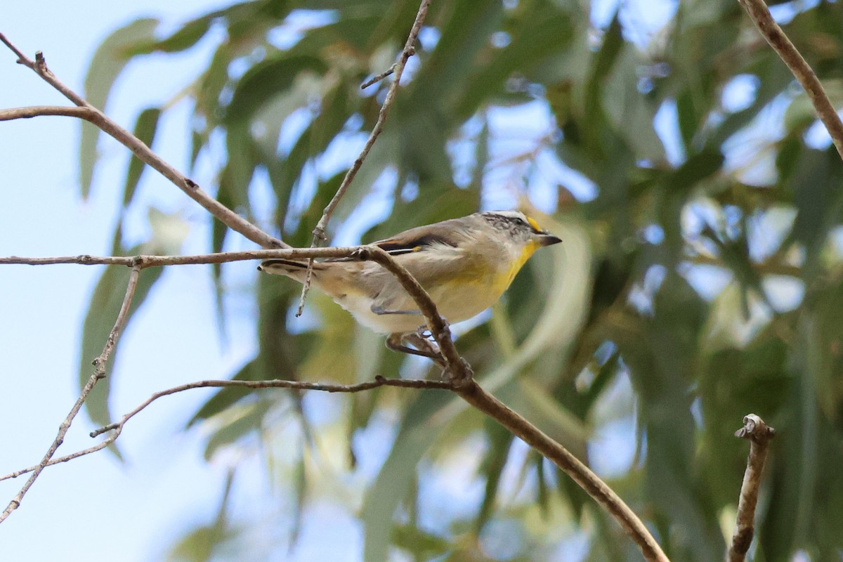 Pardalote Estriado (striatus) - ML620734991