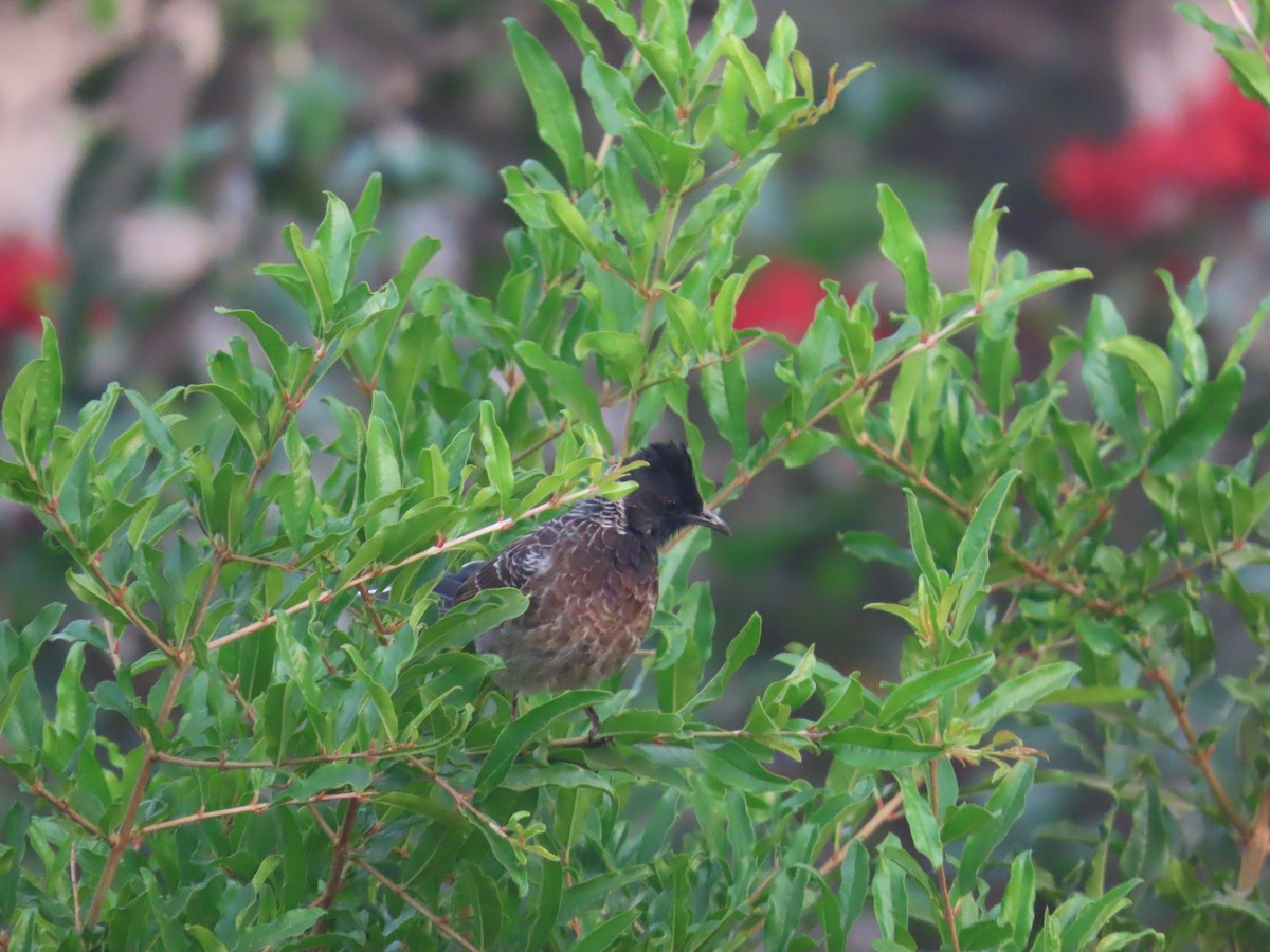 Bulbul à ventre rouge - ML620734992