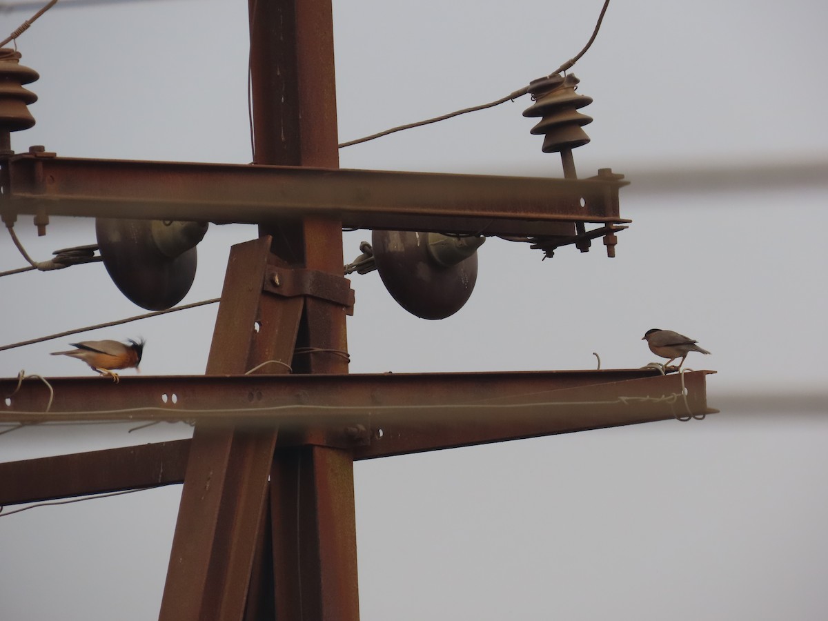 Brahminy Starling - ML620734993