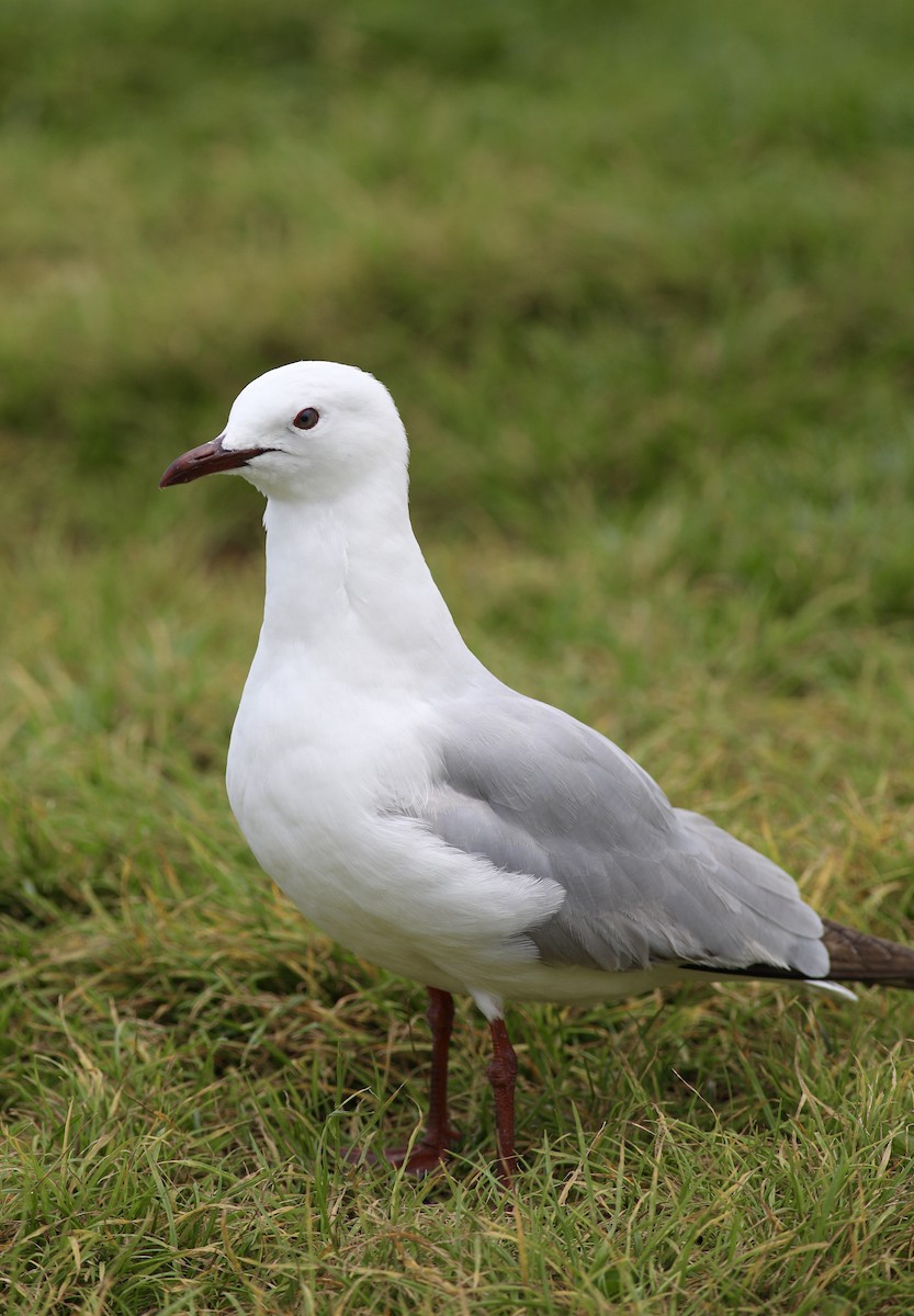 Gaviota Plateada - ML620734997