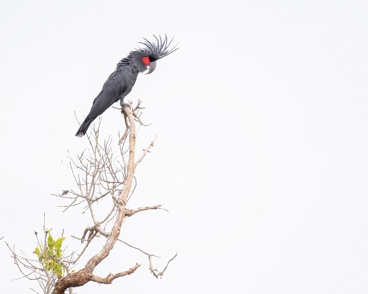 Palm Cockatoo - ML620734998