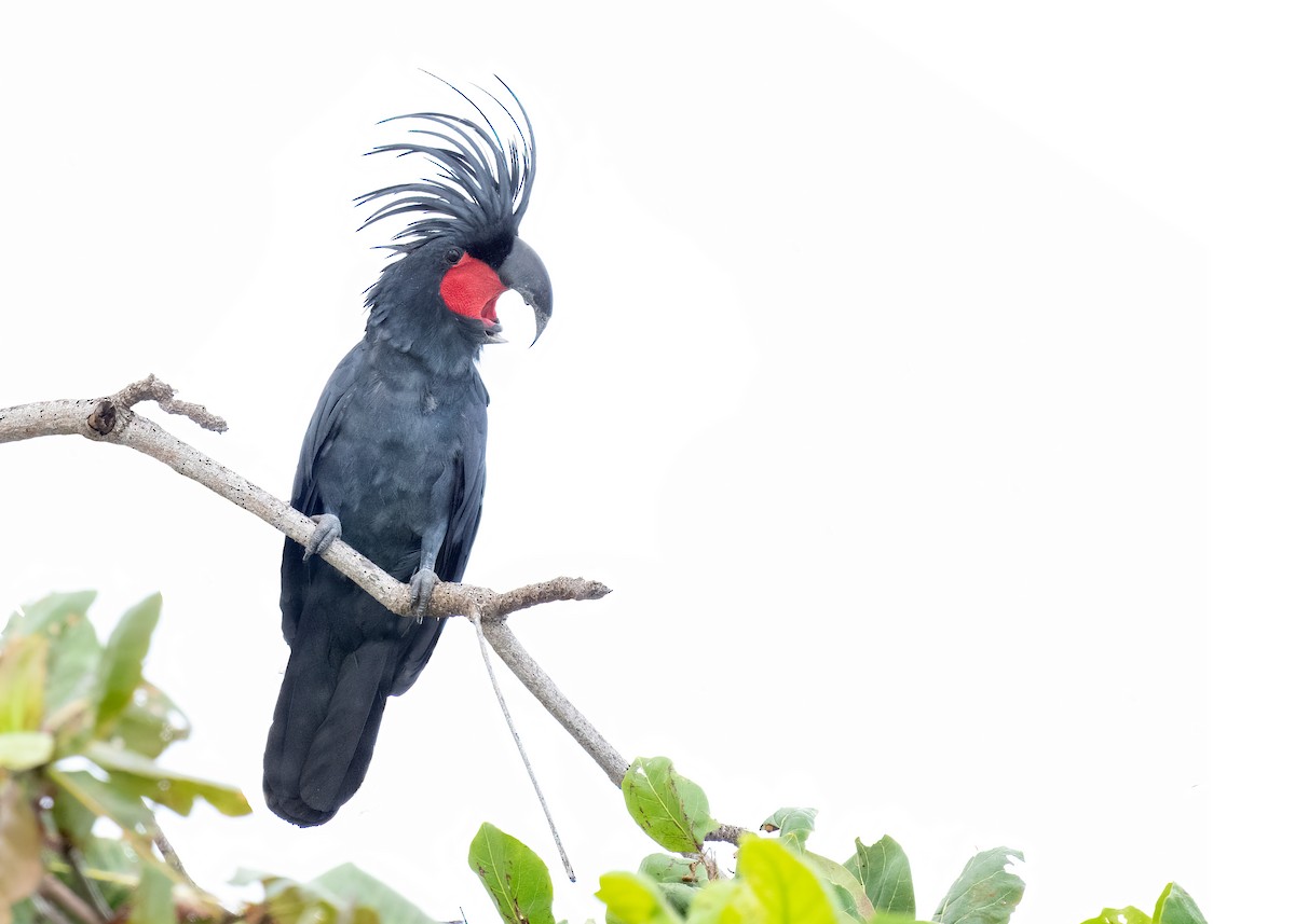 Palm Cockatoo - ML620734999