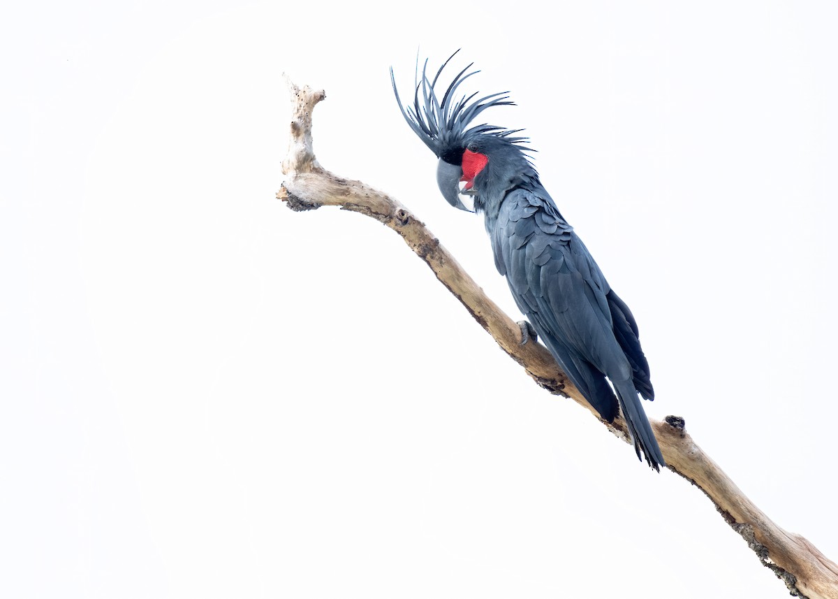 Palm Cockatoo - ML620735000