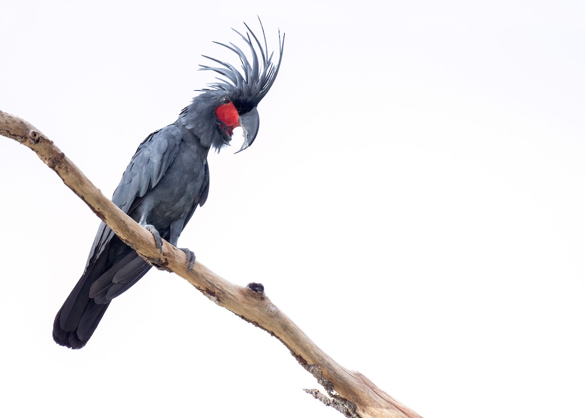 Palm Cockatoo - ML620735001