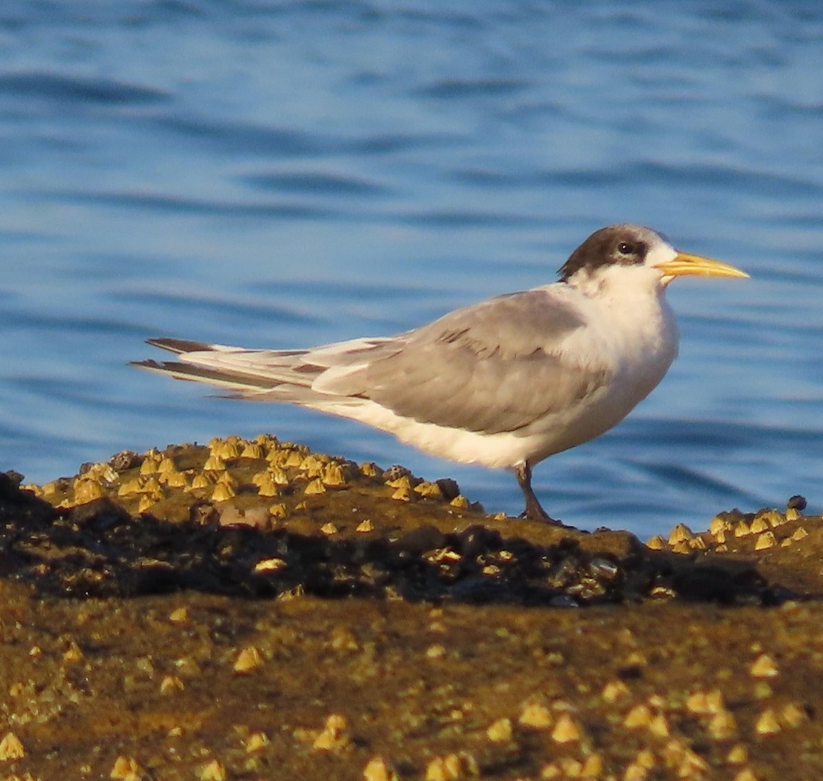 Great Crested Tern - ML620735004