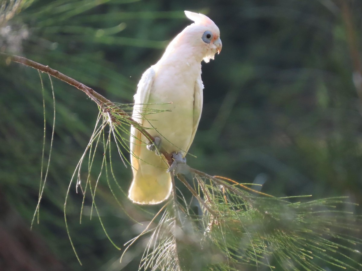 Little Corella - ML620735006