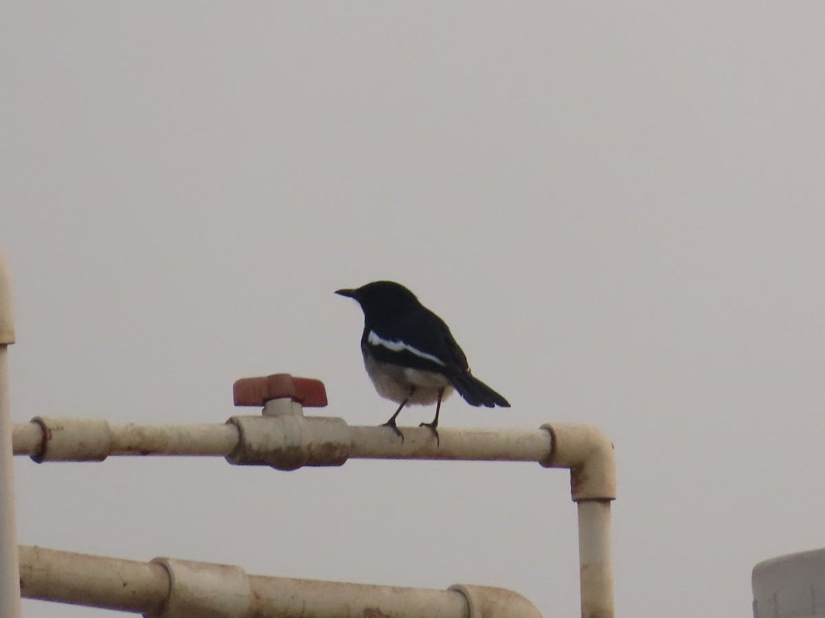 Oriental Magpie-Robin - ML620735007