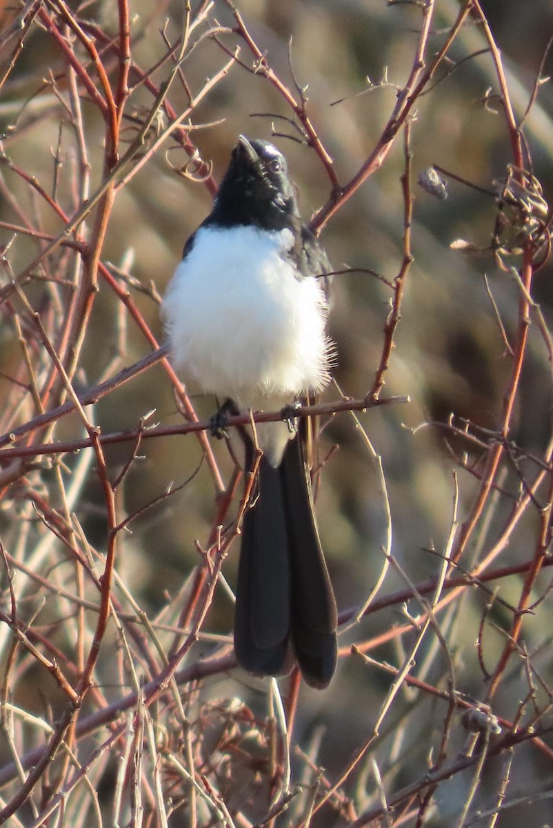 Willie-wagtail - ML620735011