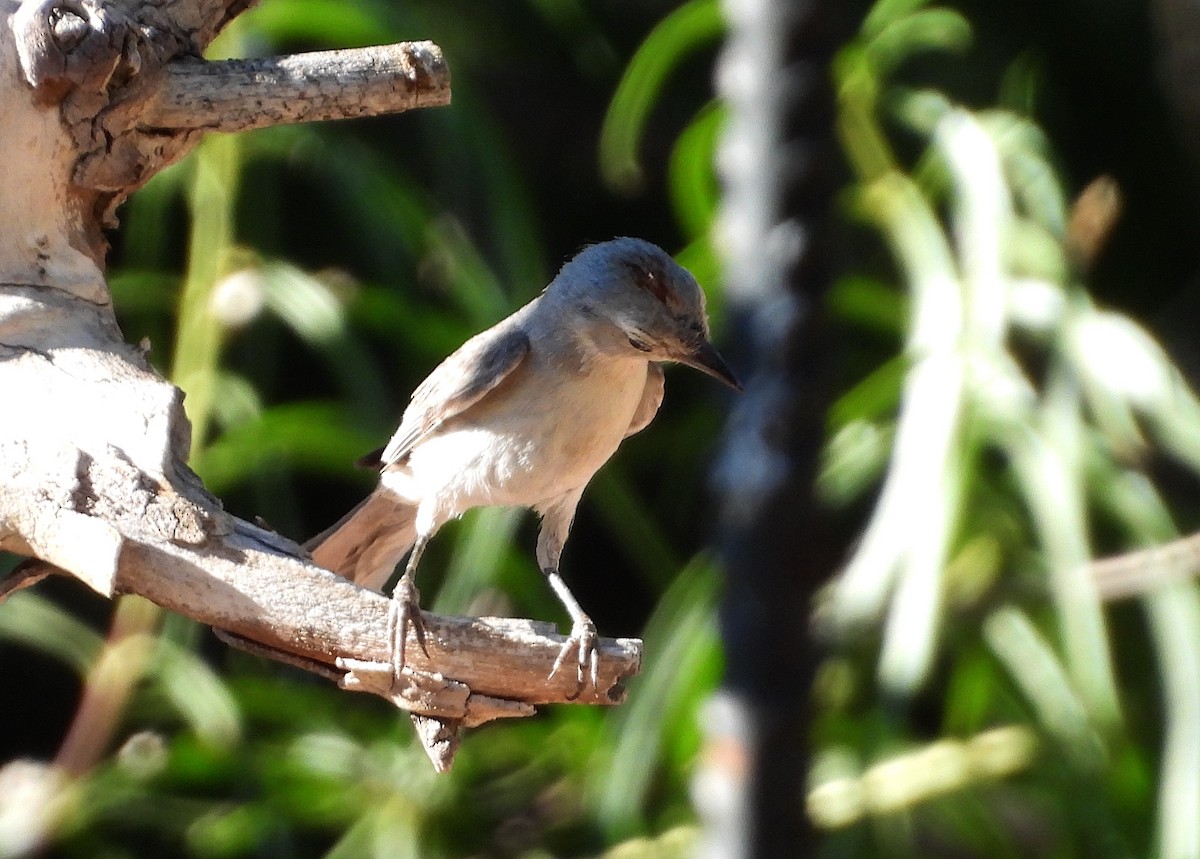 Paruline de Lucy - ML620735012