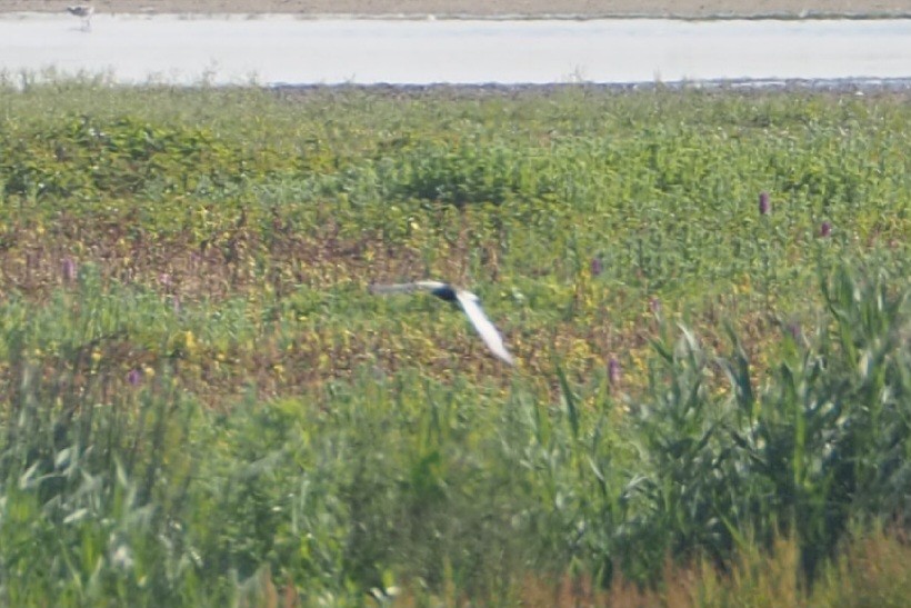 White-winged Tern - Wytske De Groot