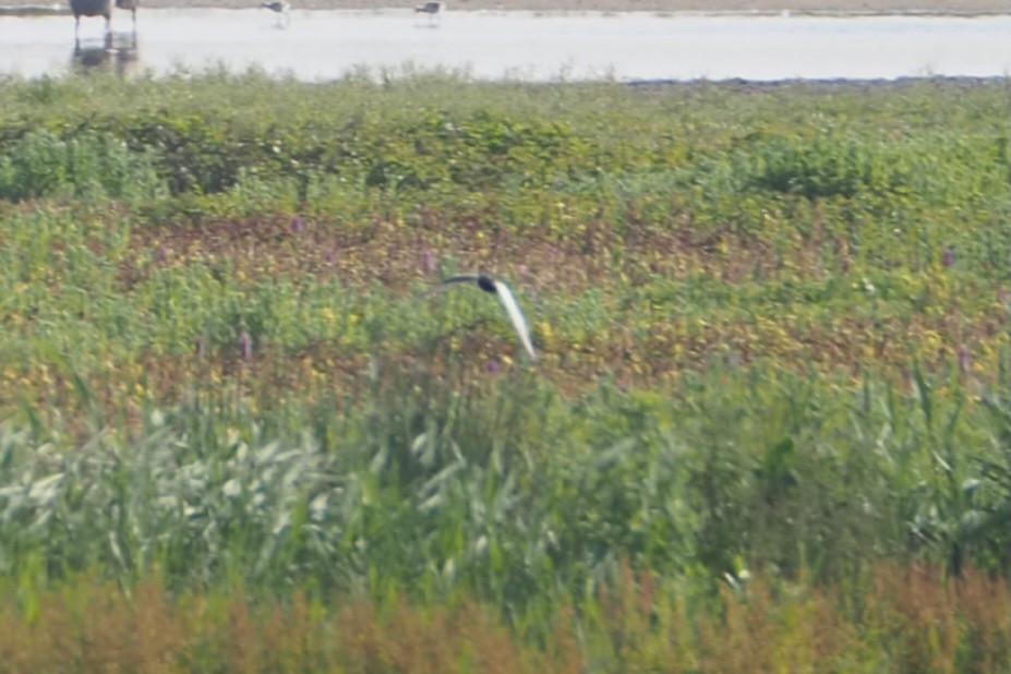 White-winged Tern - ML620735018