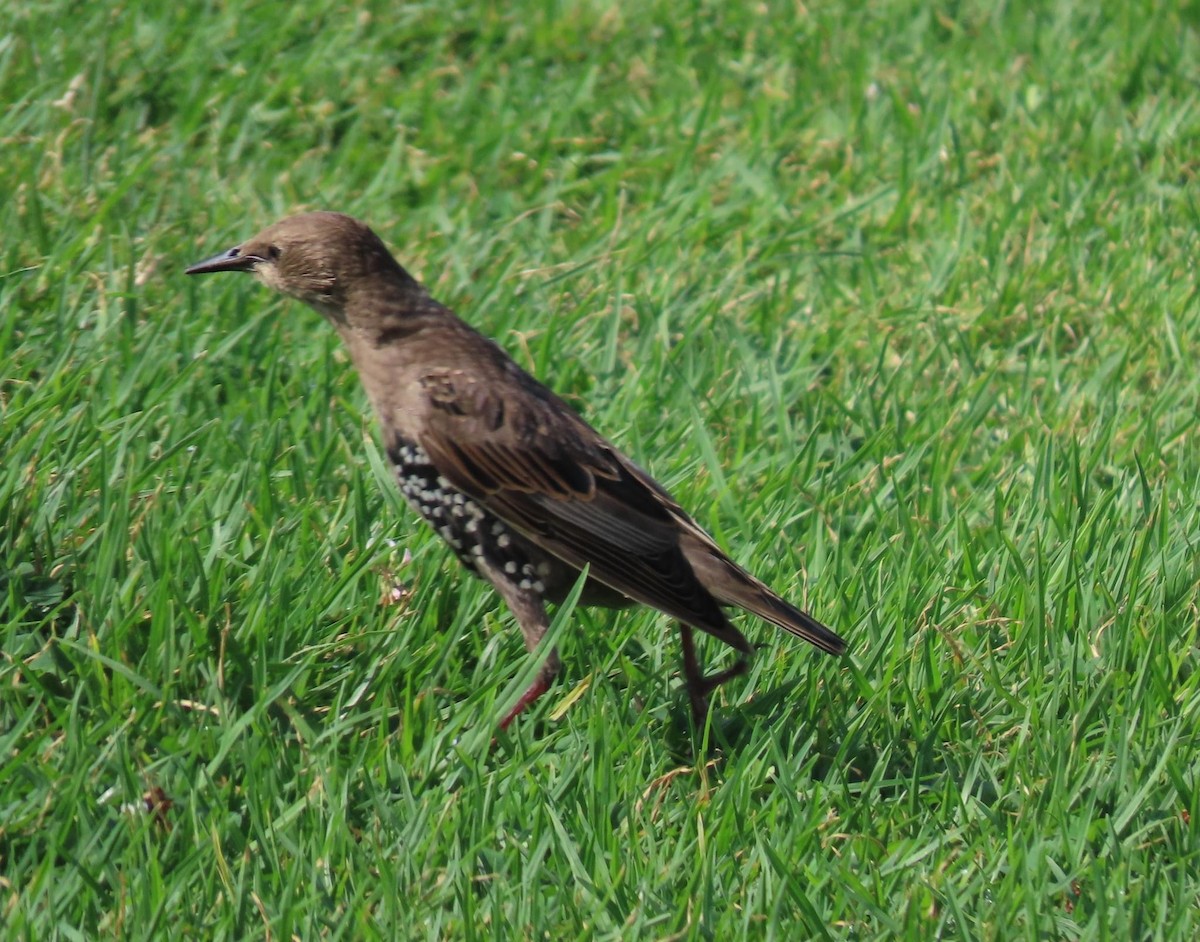 European Starling - ML620735019