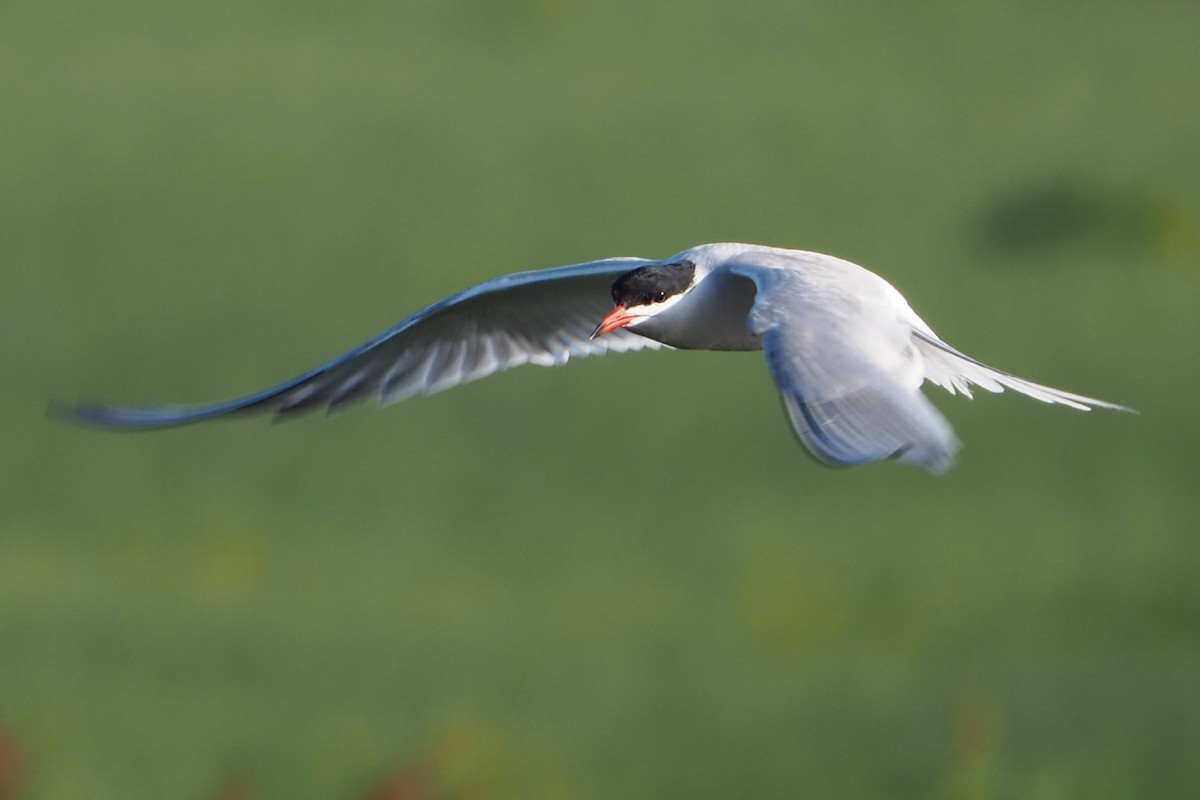 Common Tern - ML620735022